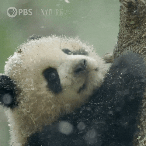 Pbs Nature Panda